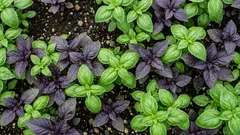 Basilikan kasvatus Suomessa: 6 askelta tuuheaan ja aromikkaaseen satoon