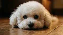 Vähemmän lemmikkieläinten karvoja kotona: 5 koirarotua, jotka karvautuvat vähiten