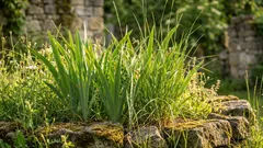 Kylvän nämä taimet maaliskuussa ja saan syksyllä runsaan sadon