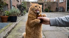 Valeriaana, kissanminttu ja muut kissoja kiihottavat kasvit: miten ne vaikuttavat