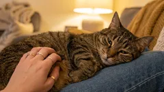 Omistajan virhe: luulla, että kehrääminen tarkoittaa aina onnellisuutta