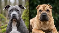 8 ylpeää koirarotua, jotka eivät siedä epäkunnioitusta