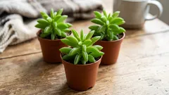 Peperomia kotona: ominaisuudet, hoito ja lisäys