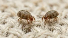 Sänkypunkit ja kotipölypunkit: näin vähennät niitä makuuhuoneessa helposti