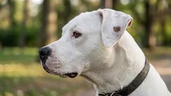 Kuinka koirat huolehtivat itsestään — ja mitä voimme oppia niistä