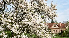 Magnolian istutus ja hoito Suomessa: näin onnistut pihassa