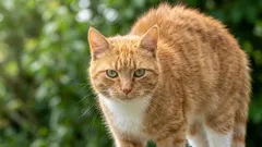 Pystyvätkö kissat hallitsemaan turkkiaan tietoisesti – vai onko kyseessä pelkkä vaisto